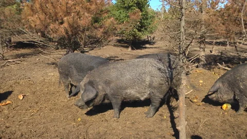 Black Pigs on a farm Stock Footage 105749023