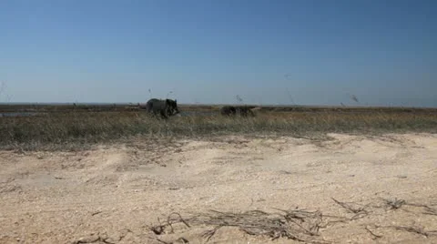 Black pigs Stock Footage 18194873