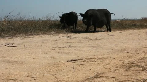 Black pigs Stock Footage 18195250