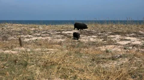 Black pigs Stock Footage 18196230