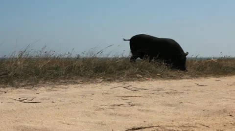Black pigs Stock Footage 18218591