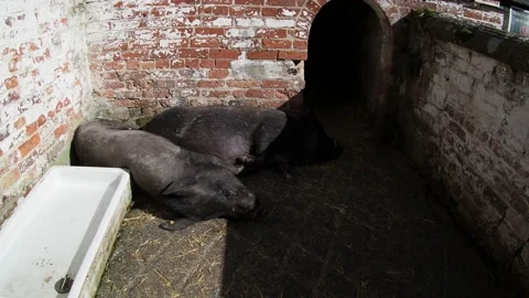Black Pigs Stock Footage 140015765
