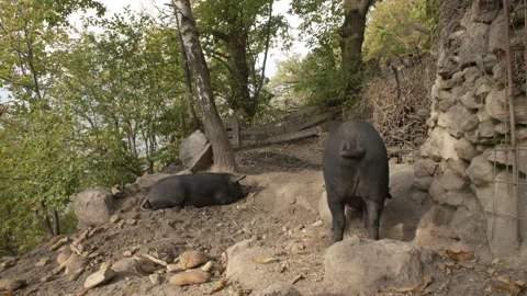 Black Pigs Stock Footage 255711393