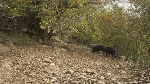 Black Pigs Stock Footage 255711508
