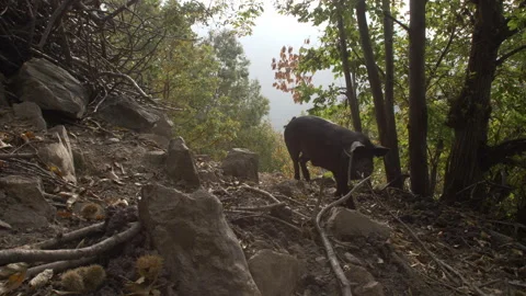 Black Pigs Stock Footage 255711587