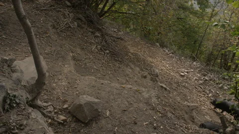 Black Pigs Stock Footage 255711601