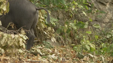 Black Pigs Stock Footage 255711627