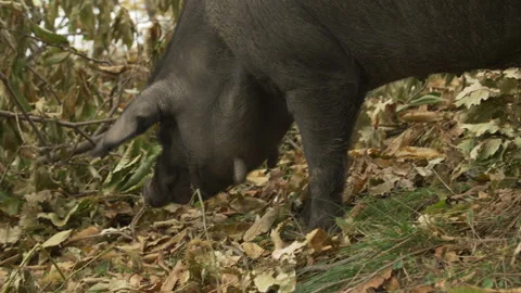 Black Pigs Stock Footage 255711636