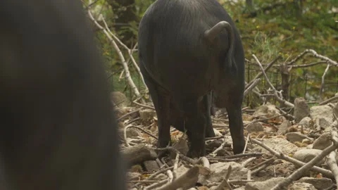 Black Pigs Stock Footage 255711763