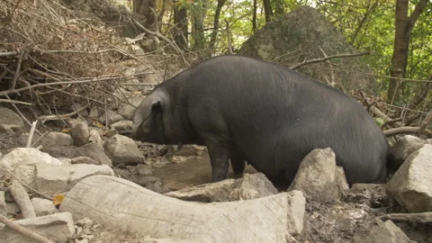 Black Pigs Stock Footage 255711775