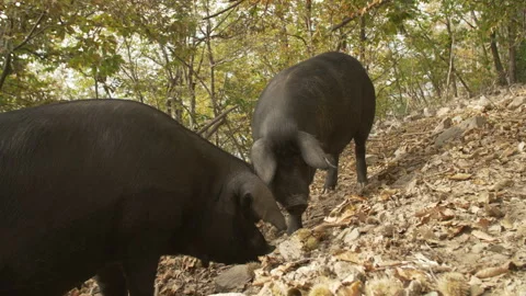 Black Pigs Stock Footage 255712034