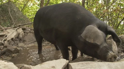 Black Pigs Stock Footage 255712041
