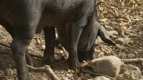 Black Pigs Stock Footage 255712090