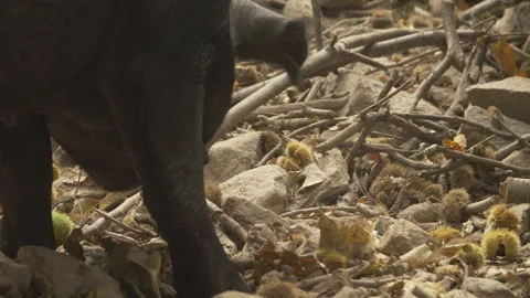 Black Pigs Stock Footage 255712210