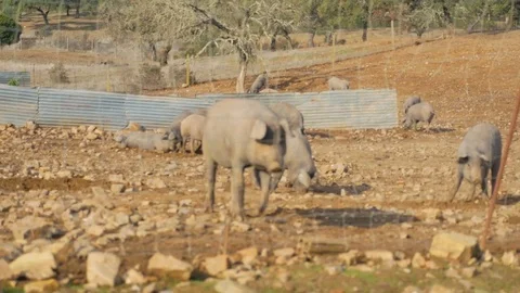 Black pigs. Hamon Stock Footage 85443451