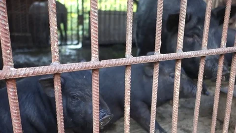 Black pigs in a pen Stock Footage 69838880