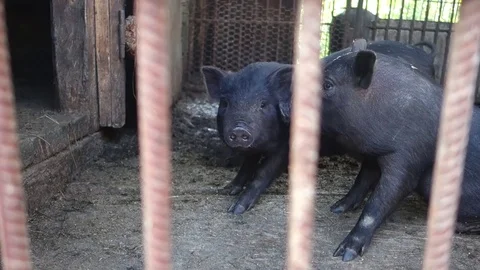 Black pigs in a pen Stock Footage 69838950