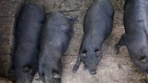 Black pigs in a pen Stock Footage 69839054
