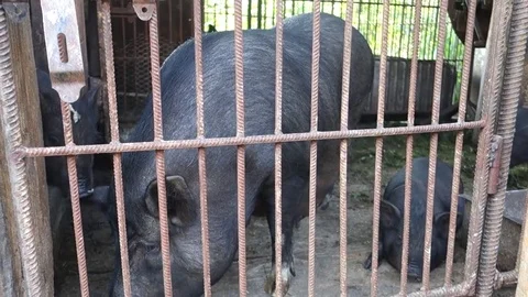 Black pigs in a pen Stock Footage 69854054