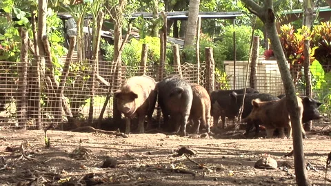 Black pigs in a pen Stock Footage 300272310