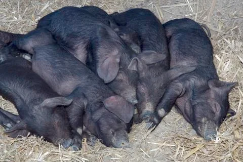 Black pigs Stock Photos