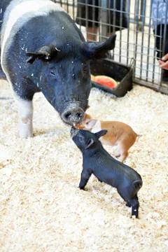 Black Pigs Stock Photos