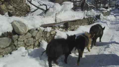 Black pigs running in snow Video stock 138511269