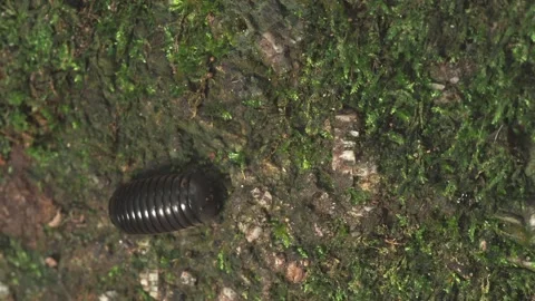 Black Pill Millipede Crawling on Mossy Tree Bark Stockbeeldmateriaal 335261007