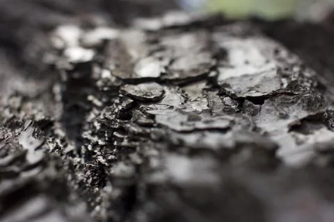 Black pine bark in details background inthe forest Stock Photos
