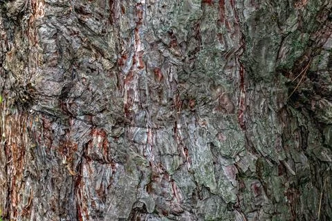Black pine bark texture close-up with rugged fissured surface Stock Photos