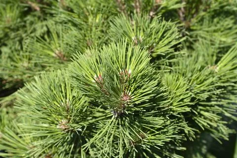 Black pine Brepo Stock Photos