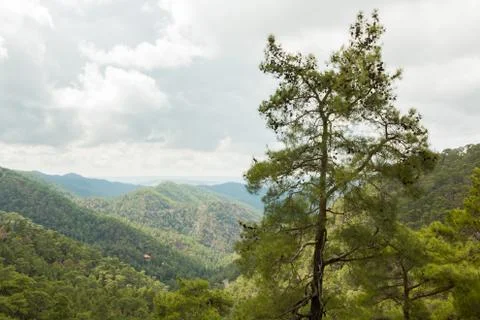 Black pine in the Paphos forest in Cyprus Stock Photos