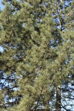Black pine Stock Photos