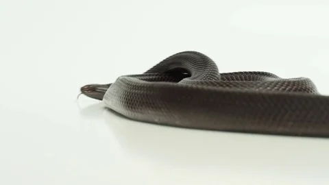 Black Pine Snake getting ready to attack Stock Footage 81214721
