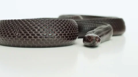 Black pine snake in a white box Video stock 81214637