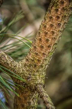 The black pine tree branch Stock Photos