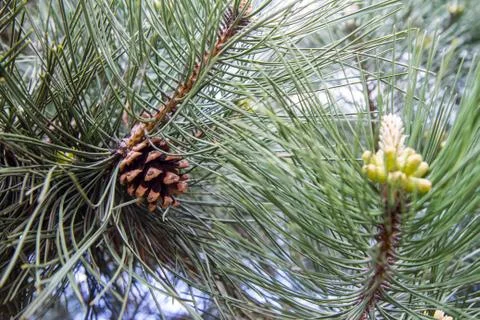 Black pine tree branch Stock Photos