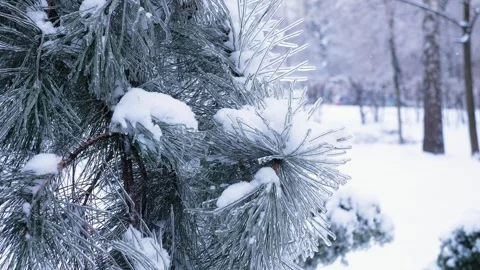 Black pine tree covered in thick ice and snow in a winter park Stock Footage 327533733