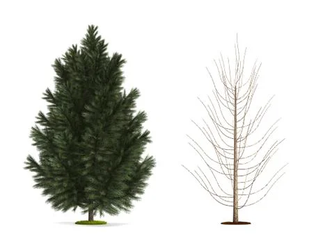 Black pine tree. Stock Illustration