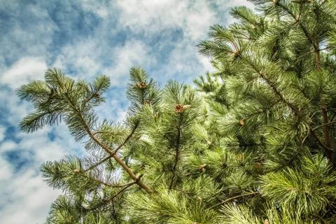 The black pine tree Stock Photos