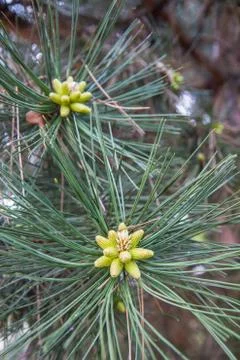 Black pine tree Stock Photos