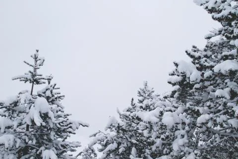 Black pine trees under the white snow, wintry landscape Stock Photos
