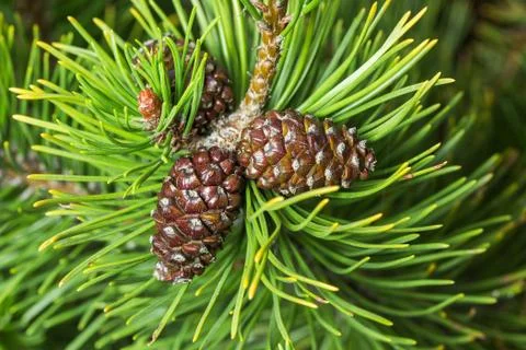 Black pinecone Stock Photos
