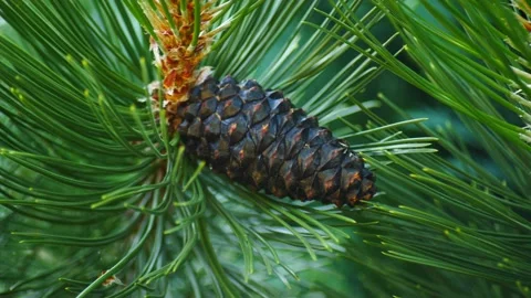Black pinecone surrounded by pine needles on tree Stock Footage 169067783