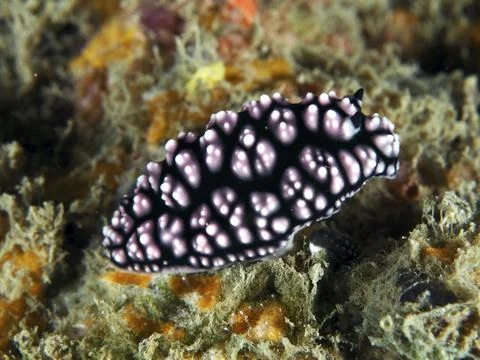 Black-pink nudibranch with striking pattern, pustule warty snail (Phyllidiella Stock Photos