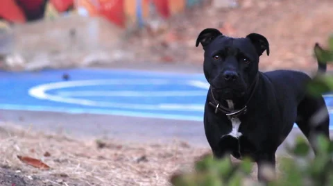 Black Pit Bull Guard Dog Video stock 51056053