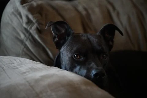 Black Pitbull sits on couch thinking about what he's done Stock Photos