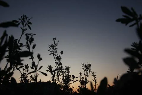 Black plants at sunset background Stock Photos