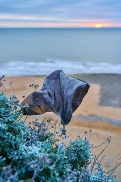 A black plastic bag caught on some plants at the beach Stock Photos