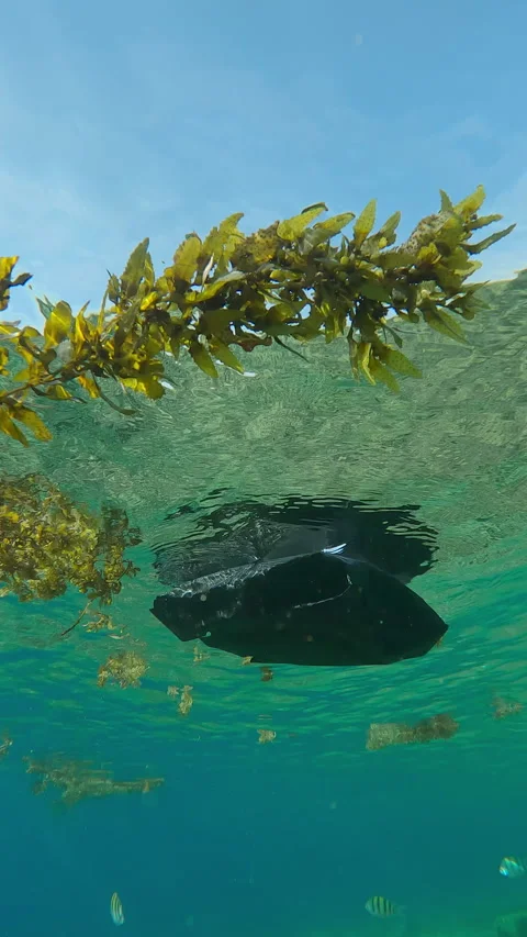 Black plastic bag drifting below water surface along with storm-ripped Seaweed Stock Footage 328413386
